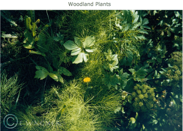 Screenshot 2015-06-19 12.29.48